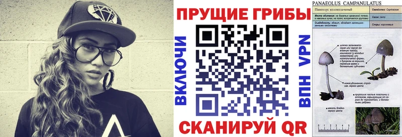 маркетплейс какой сайт  Энем  Псилоцибиновые грибы Psilocybe 